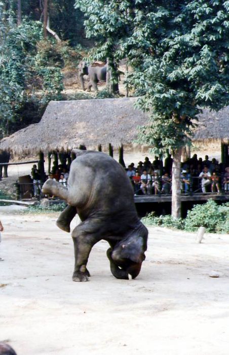 Obrzky k cestopisu Severn Thajsko - Sloni