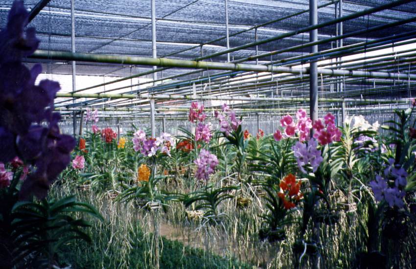 Obrzky k cestopisu Severn Thajsko - Orchideje