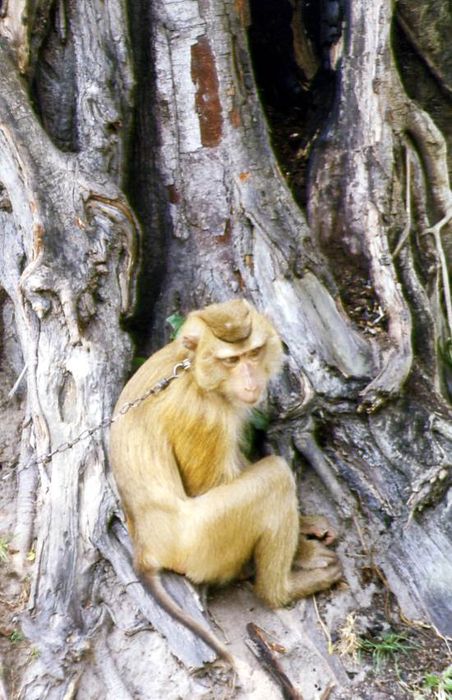 Obrzky k cestopisu Thajsko - Phuket - Opice cvien ke sbru kokosovch oech