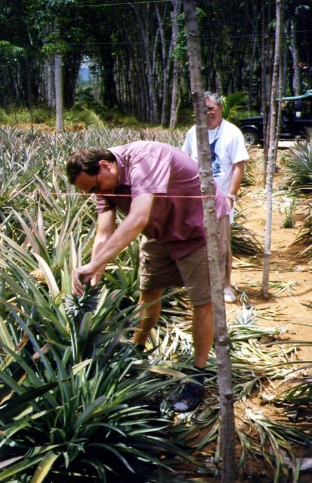 Obrzky k cestopisu Thajsko - Phuket - ananasy